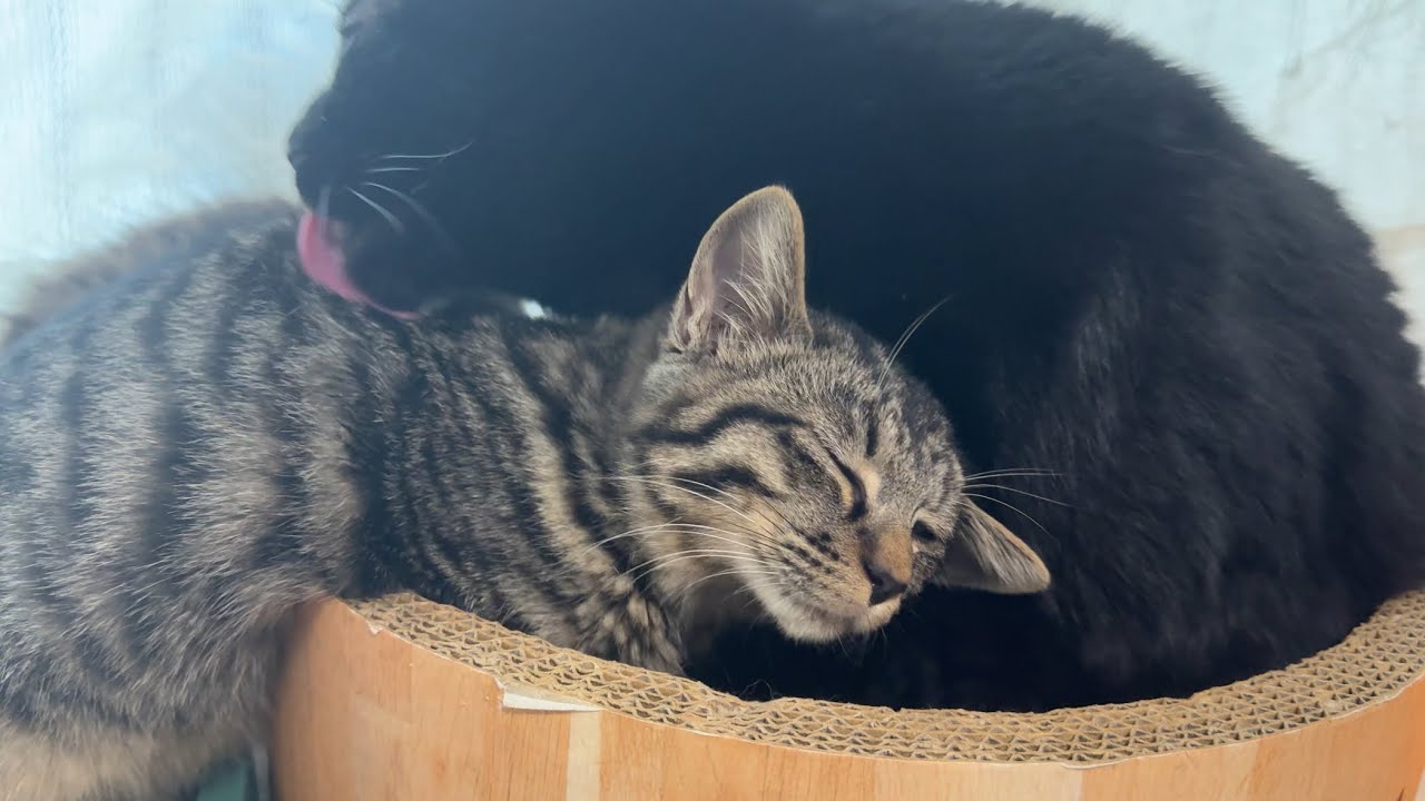 お世話好きの先住猫に甘える子猫【さつまいも兄妹日記#9】A kitten being spoiled by an older cat who loves to take care of it.