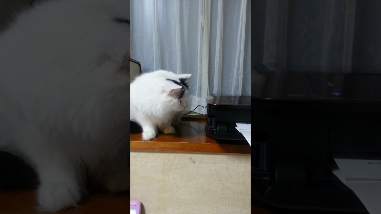 ターキッシュバン