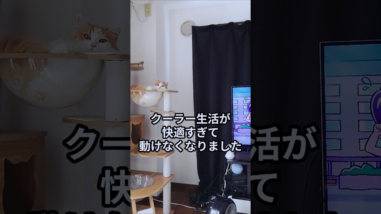 クーラー生活は時を止める#shorts #サイベリアン #cat #クーラー猫 #猫のいる暮らし