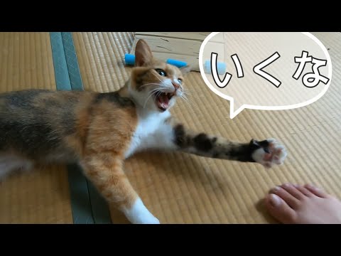 子猫の様な声で父を引き止める娘猫