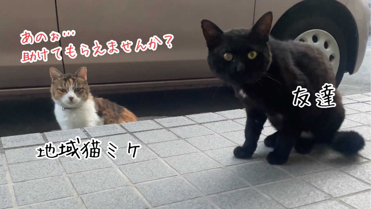 大好きな地域猫がケガした友達を連れてきた。優しい猫ミケ。