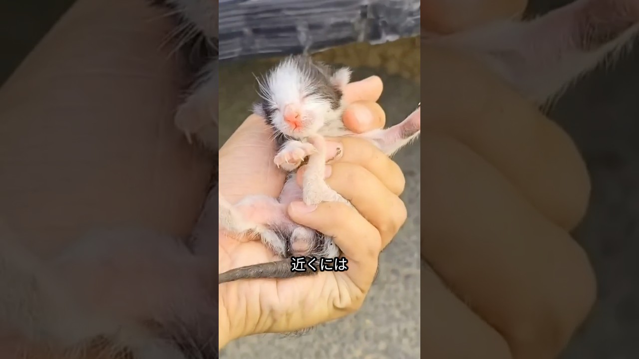 母猫と子猫の救出ストーリー