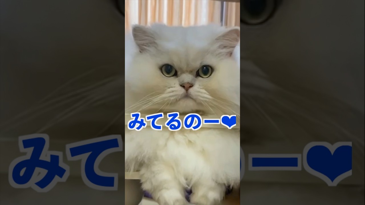 こちらを見つめてかたまるとーぎんちゃん編#ペルシャ猫 #猫のいる暮らし #猫のいる生活 #猫 #persiancat