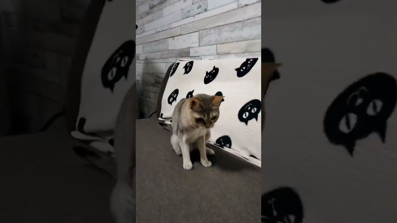 レシートのゴミでも楽しめる安上がりなシンガプーラ猫#おジャ魔女カーニバル