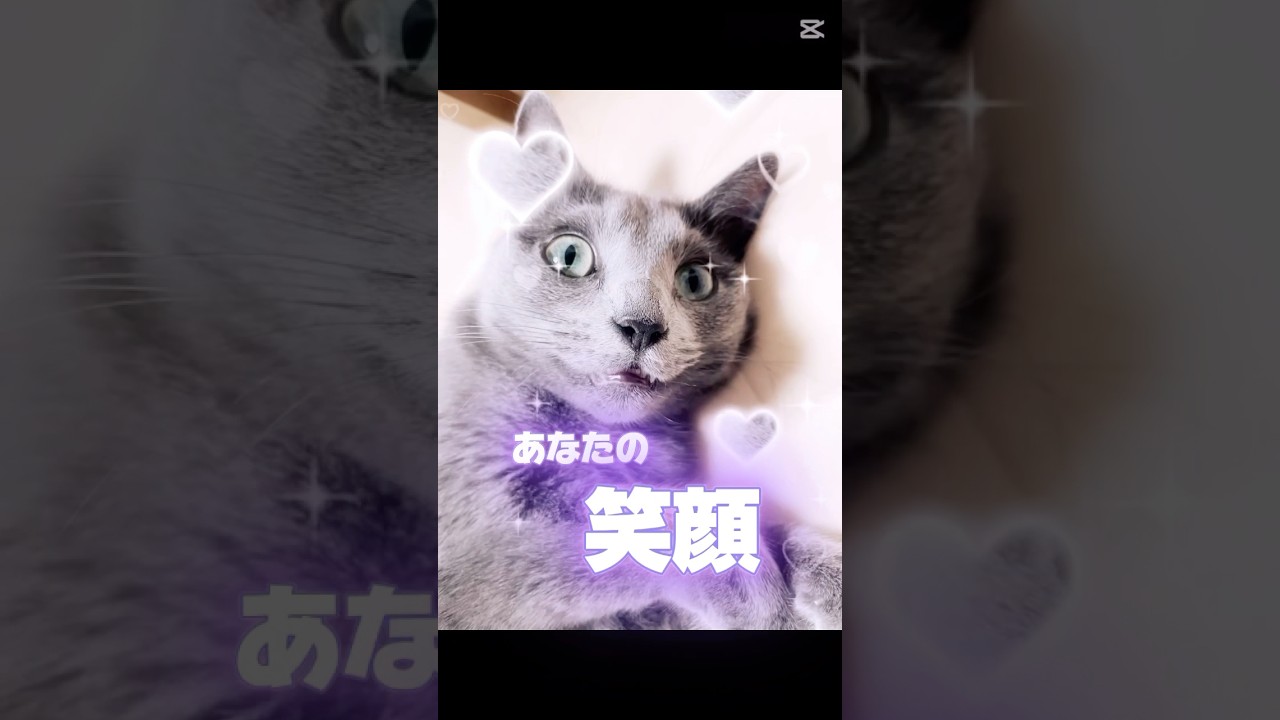 笑顔❤️大好き❤️ #猫 #ロシアンブルー #shorts