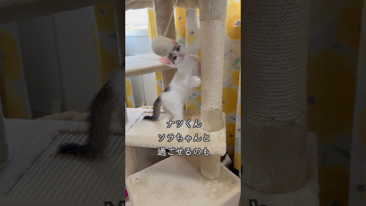生後2ヶ月の保護子猫たちが、兄妹そろって遊びます😊  #shorts  #子猫動画 #保護子猫