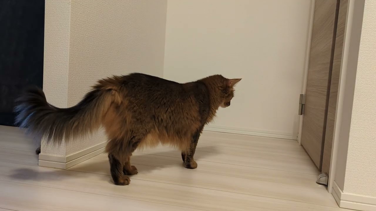 【1294日目】トイレ中 #ソマリ #cat