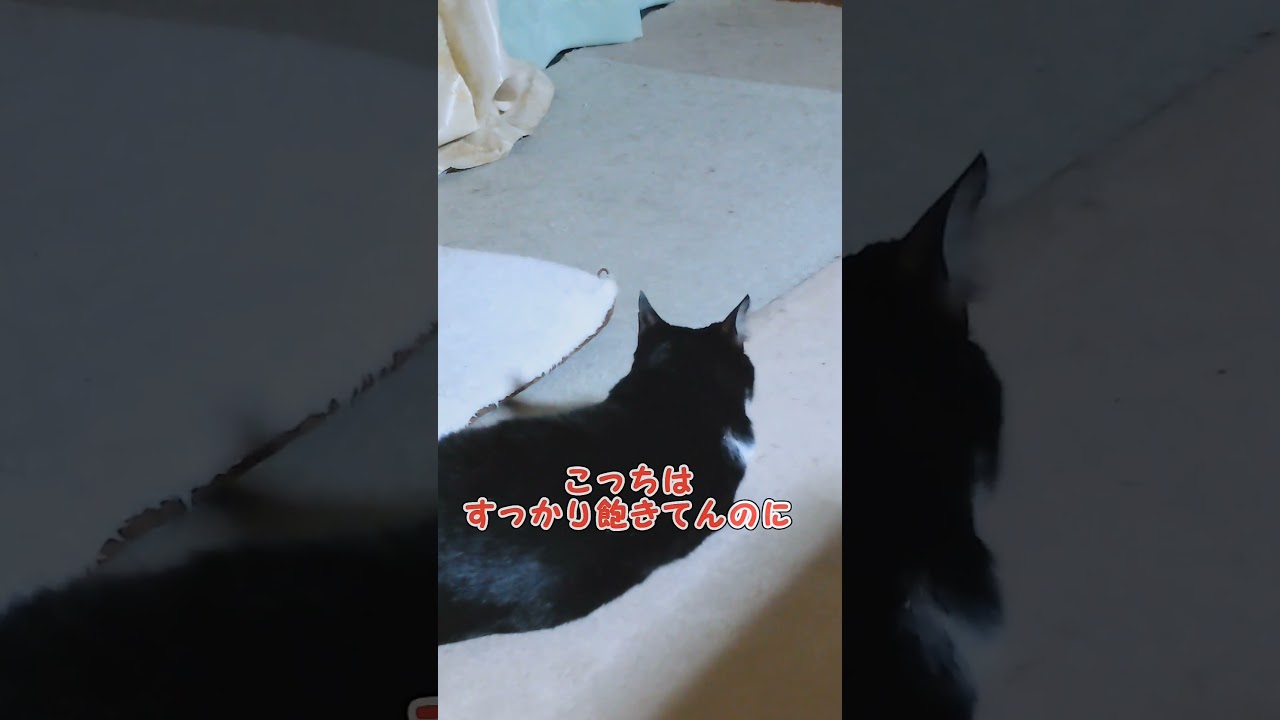 姉疲れる( ΦωΦ )#shorts#ハチワレ#コラット#かくれんぼ