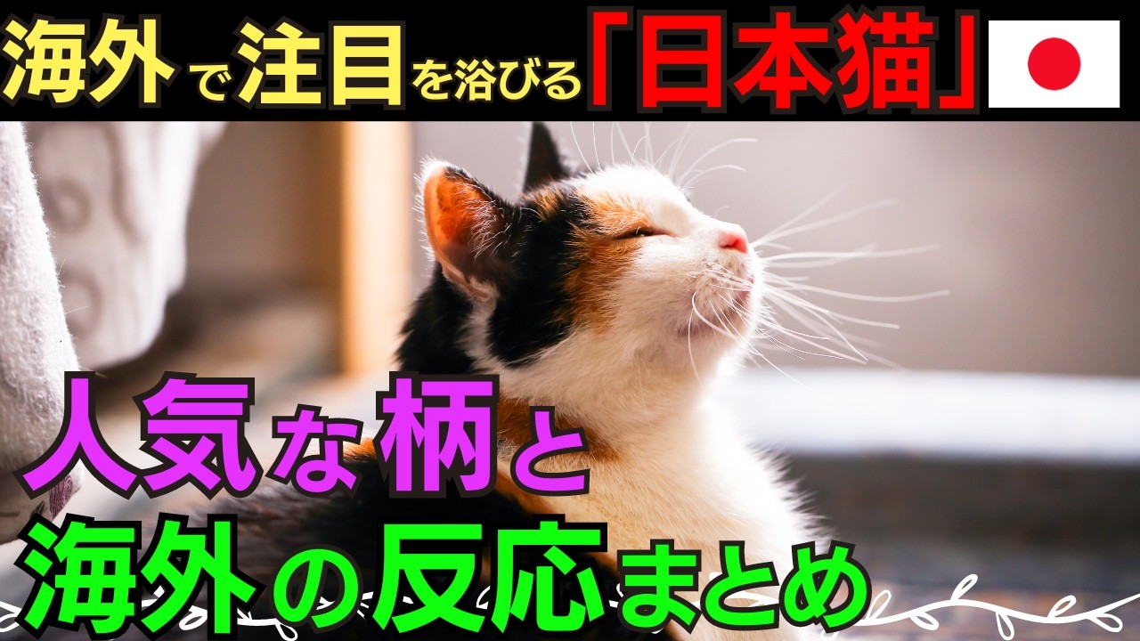 【海外の反応】 日本猫が海外で大人気！その理由とリアルな反応を解説