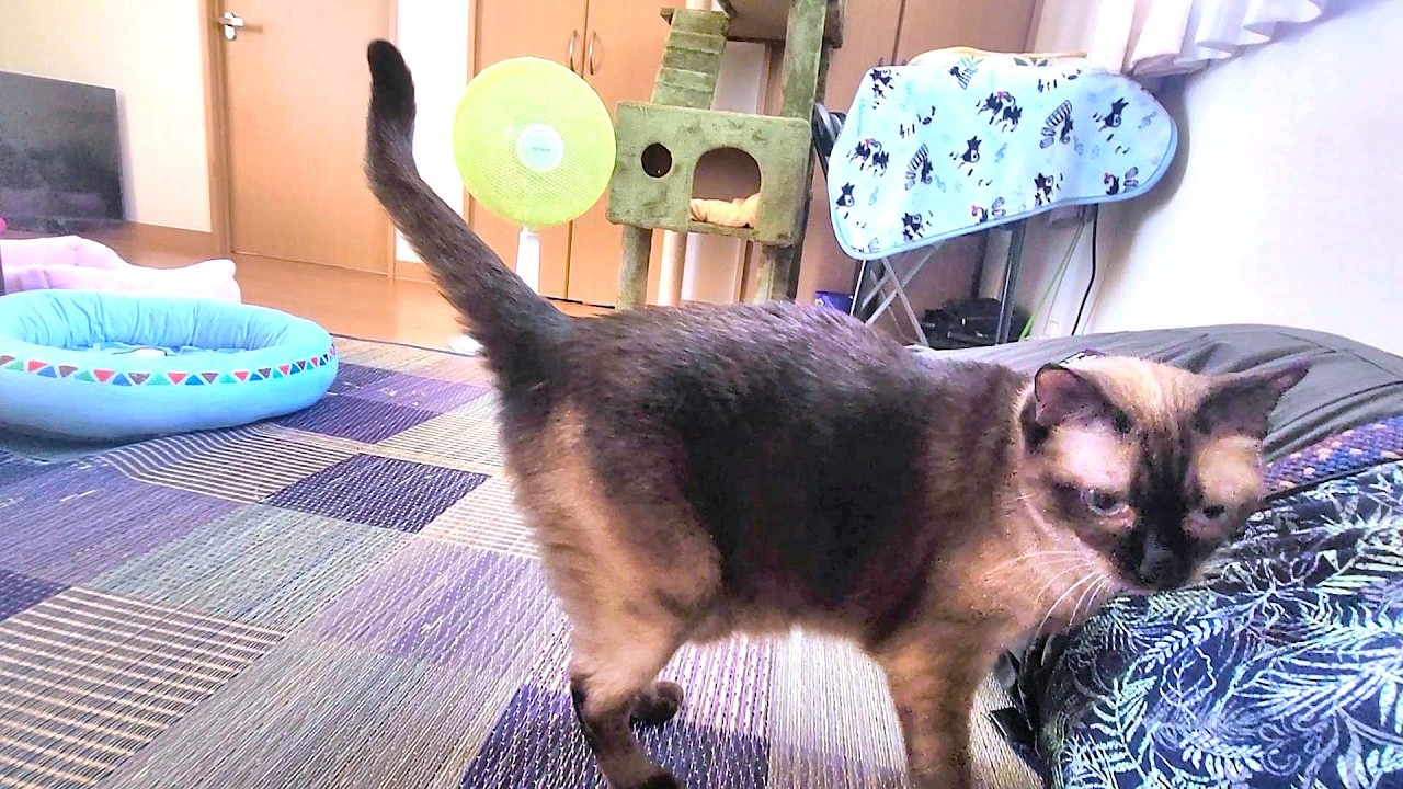 カーペットから畳に敷き替えて横になったらシャム猫が拗ねて横腹に乗って来た🍧