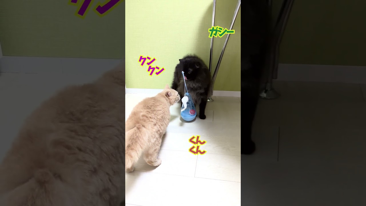 【ぽっちゃん家】あっ！おにいちゃんや ★　vol.49　#猫 #funny #shorts