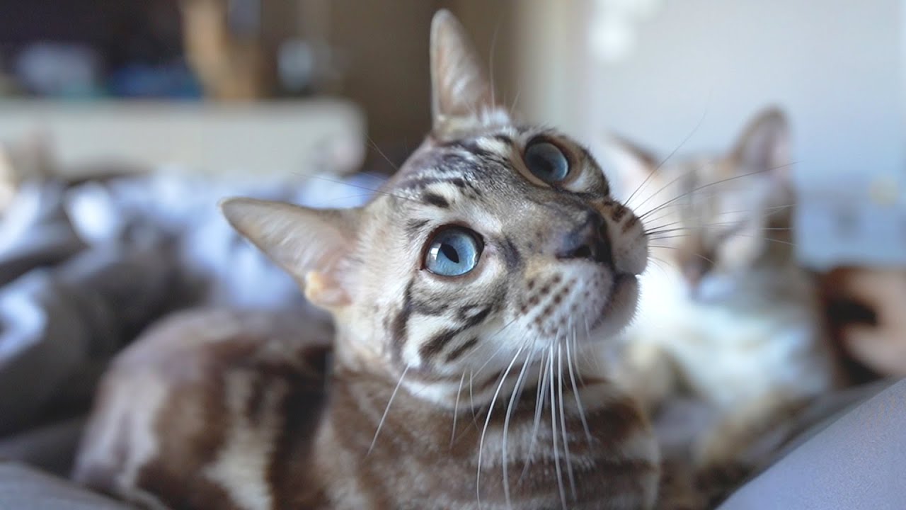 甘えん坊ベンガル猫に無理矢理起こされる
