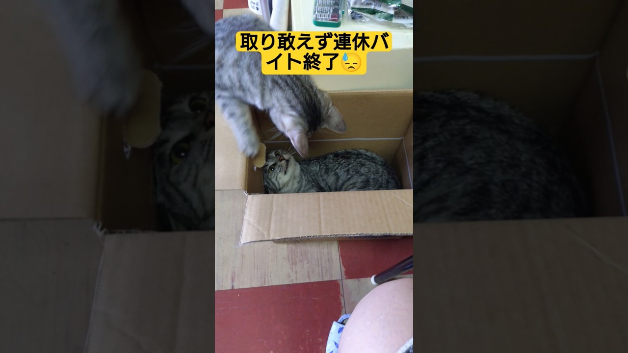 連休中バイトし満身創痍なモモンが帰って猫達に癒された動画（明日から普通に本業です）#ネコ #時雨 ＃吹雪＃UVERworld