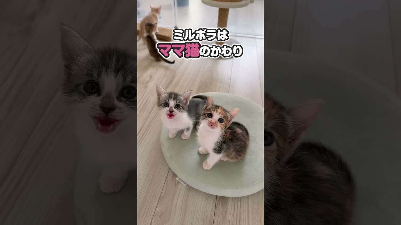 ミルクを飲む子猫かわいいけど細かい仕草もかわいいよ～三つ子の魂百までは猫にもある説【保護猫生活】