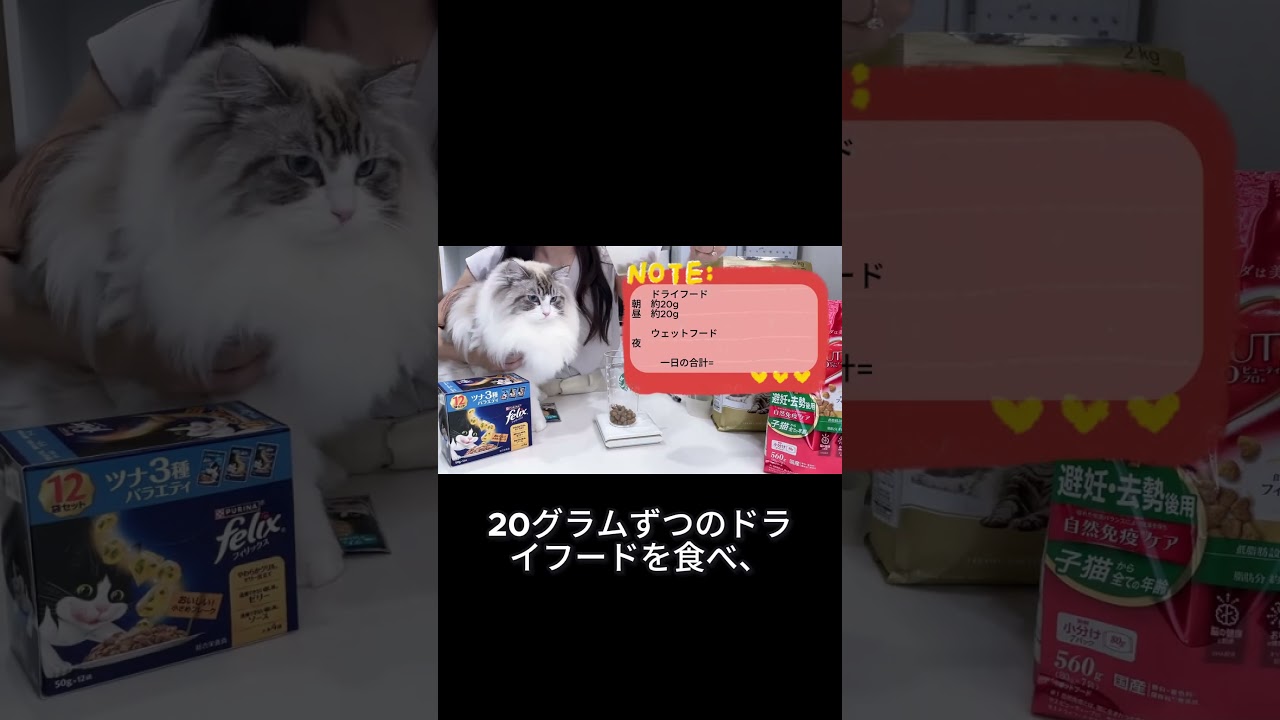 うちのラグドールはどれぐらい食べるの？#ragdoll #ラグドール #cat #猫のいる暮らし  #メインクーン #mainecoon
