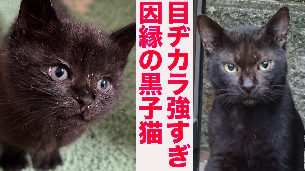 目ヂカラ最強子猫、因縁の黒猫の記憶　The fatal kitties had vivid eyes