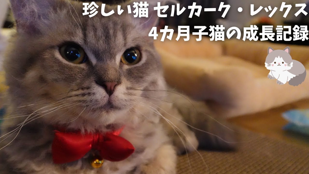 【珍しい猫／セルカークレックス】4ヶ月子猫の成長記録