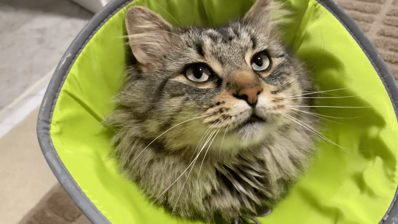 我が家の猫の去勢手術は実際どんな感じだったのか！私たちの体験談と回復のヒント