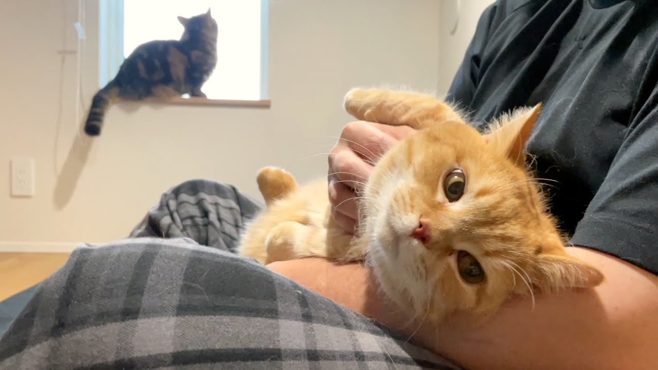 愛猫がパパの秘密基地に入り浸るようになってしまいました