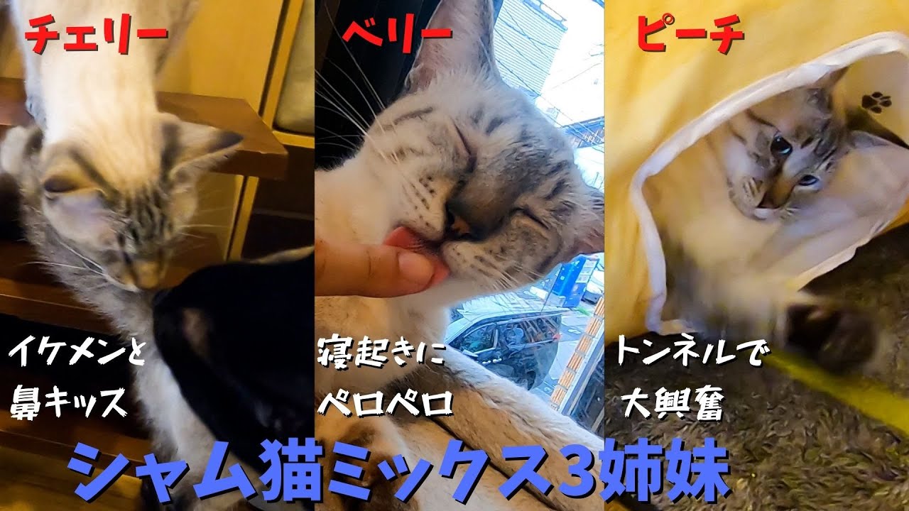 子猫のシャム猫ミックス3姉妹性格の違いが面白い（保護猫カフェ森のねこ舎）淡路　Kitten Siamese Cat Mix Sisters' Personality Differences