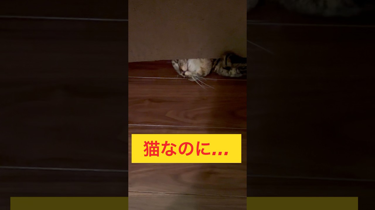 猫なのに… #cat #catlovers #cute #japanesecat #保護猫 #かわいい #癒し #ねこ #ねこのいる暮らし #ねこのいる生活 #キジトラ猫