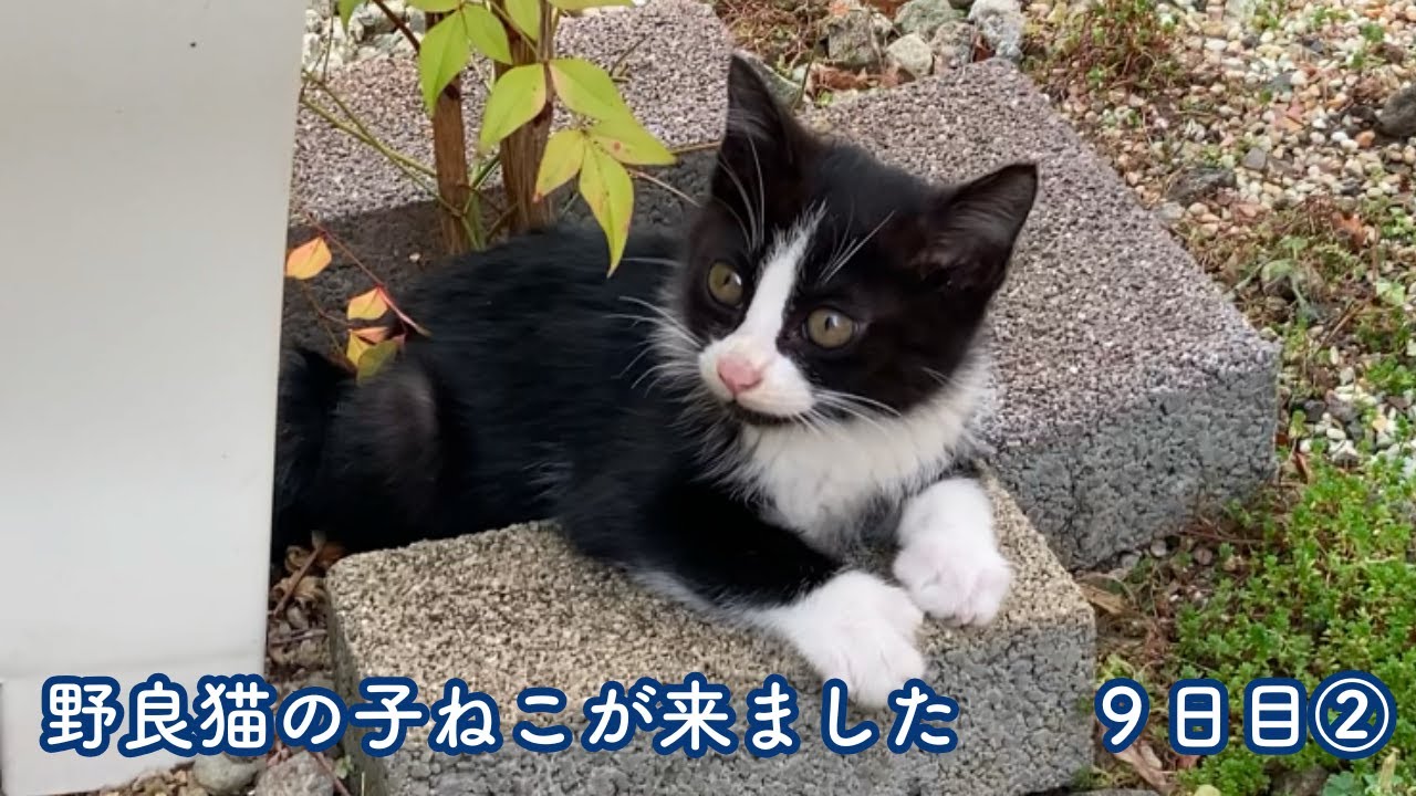 野良猫の子ねこが来ました　9日目②