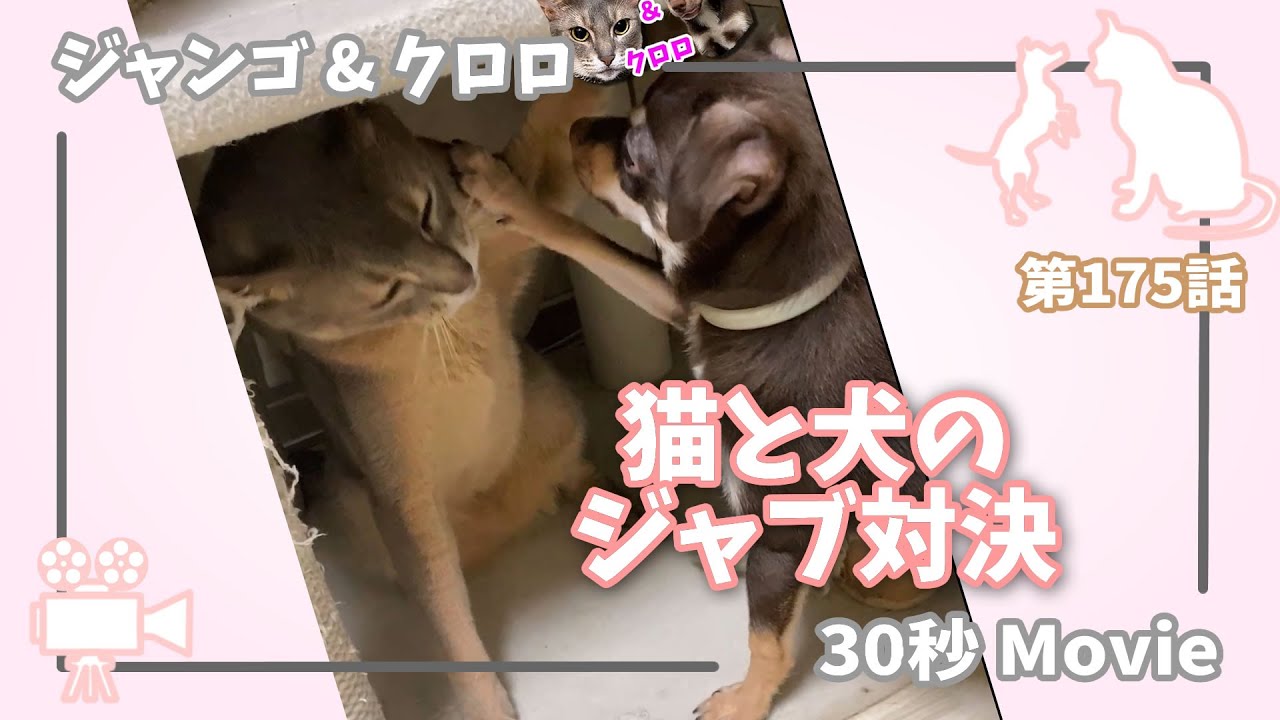 [175話] (チワワ&アビシニアン) 猫と犬のジャブ対決 //喧嘩//