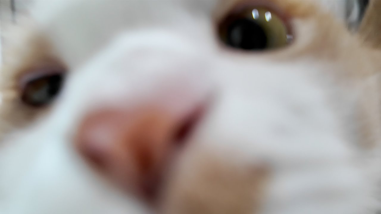 これが猫の見てる世界【茶トラ/マンチカン/ベンガル/猫】