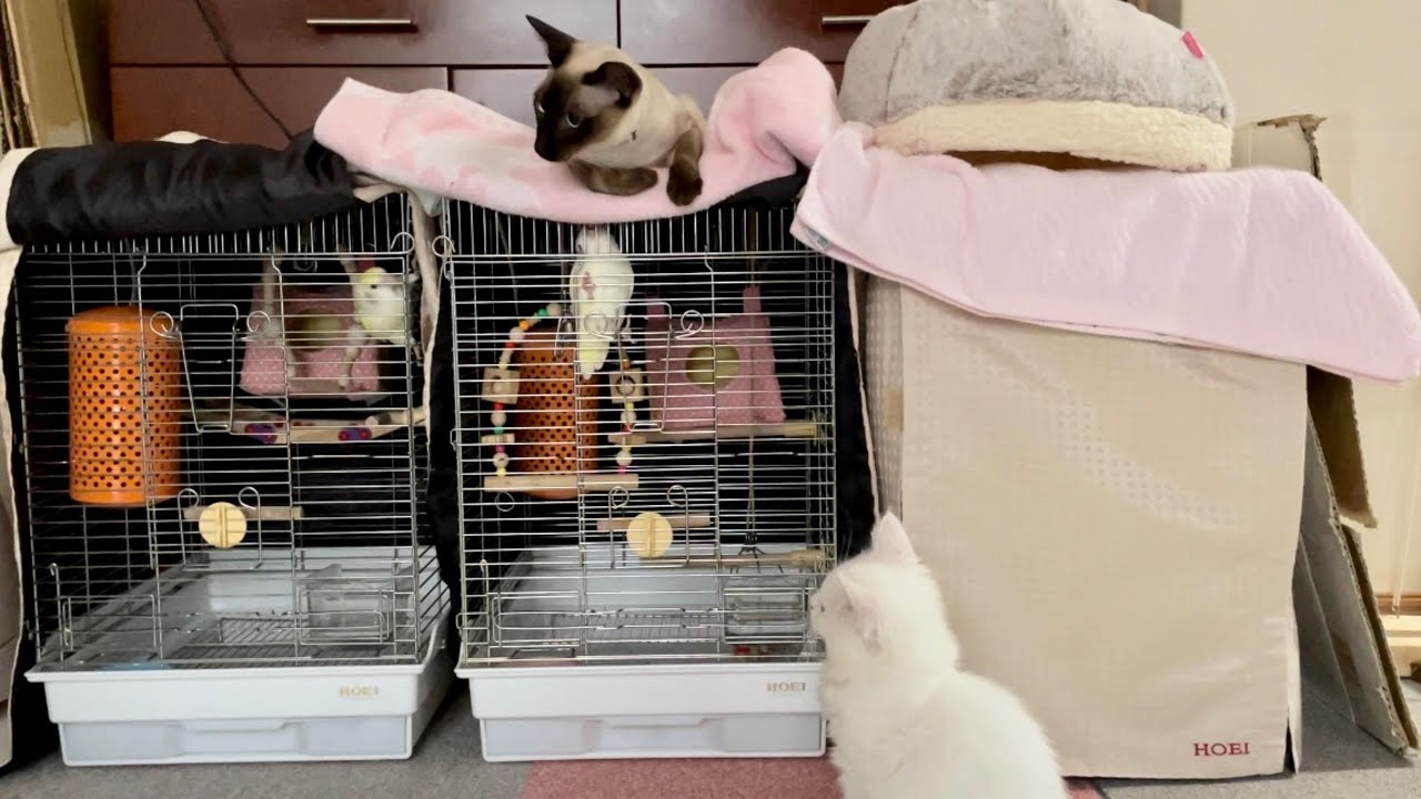 コザクラインコを観察するシャム猫とメインクーン【Siamese LIZ and Main Coon LOUIS watch lovebirds】