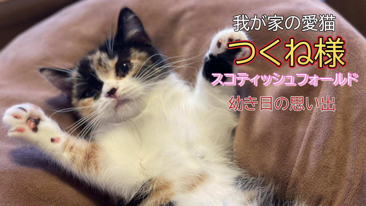 【愛猫紹介】【スコティッシュフォールド】初めてのペット　つくね様の幼き日々