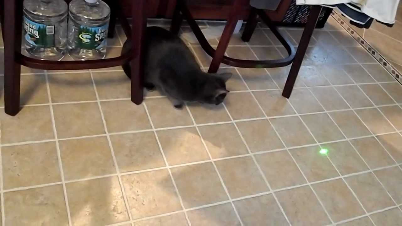 Cat Laser Pointer Chase - レーザー追っかけネコさん