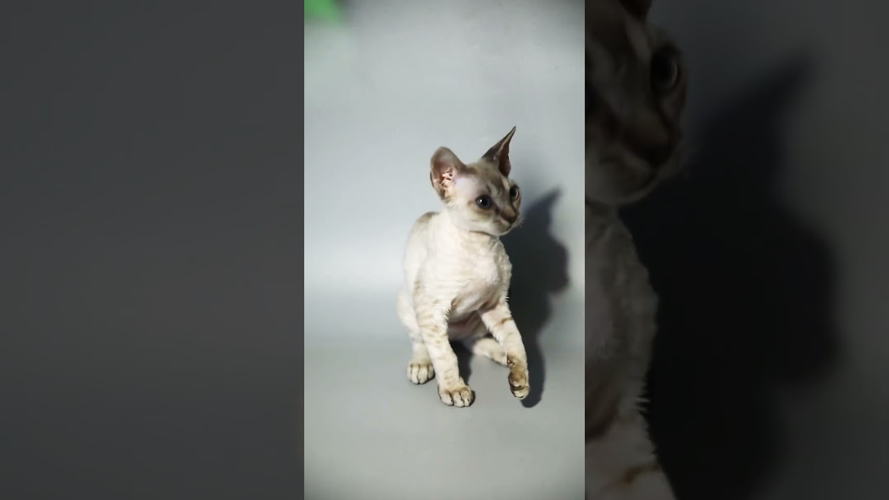Devon Rex Kittens For Sale #devonrexcat #devonrex #devonrexkittens #kittensforsale  #kittens