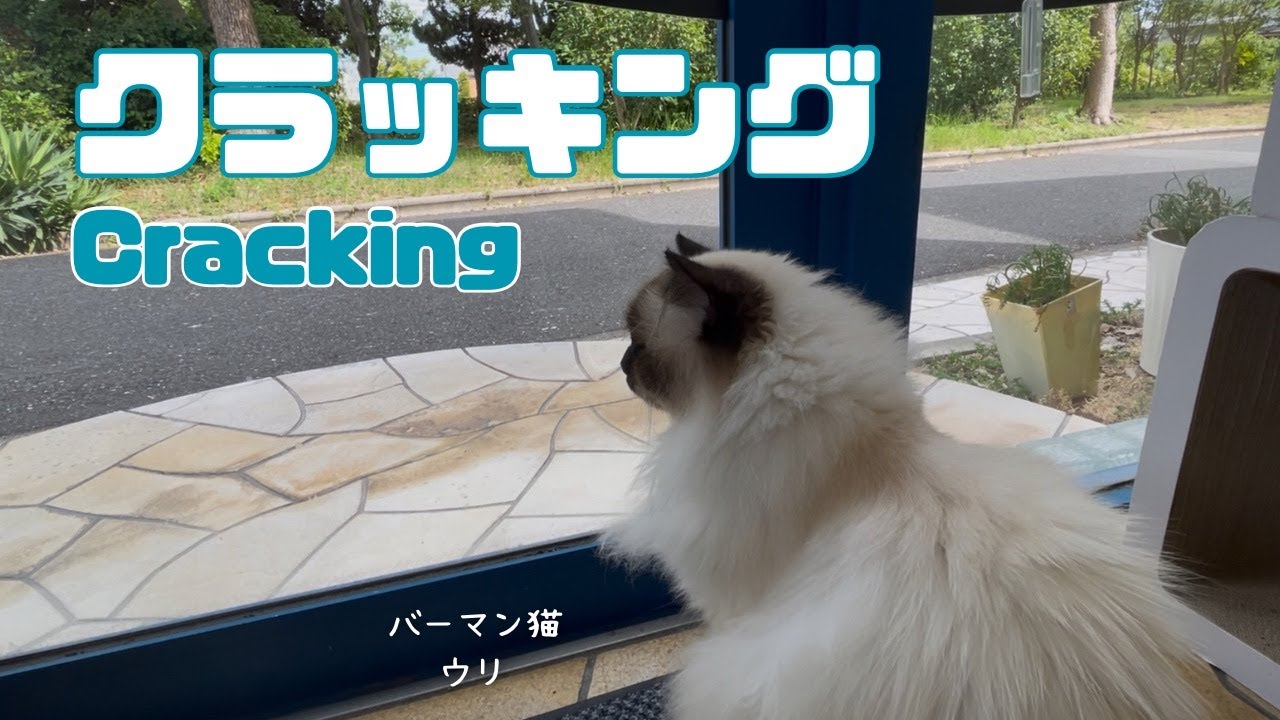 バーマン猫ウリ【クラッキング】Cracking（バーマン猫）Birman/Cat