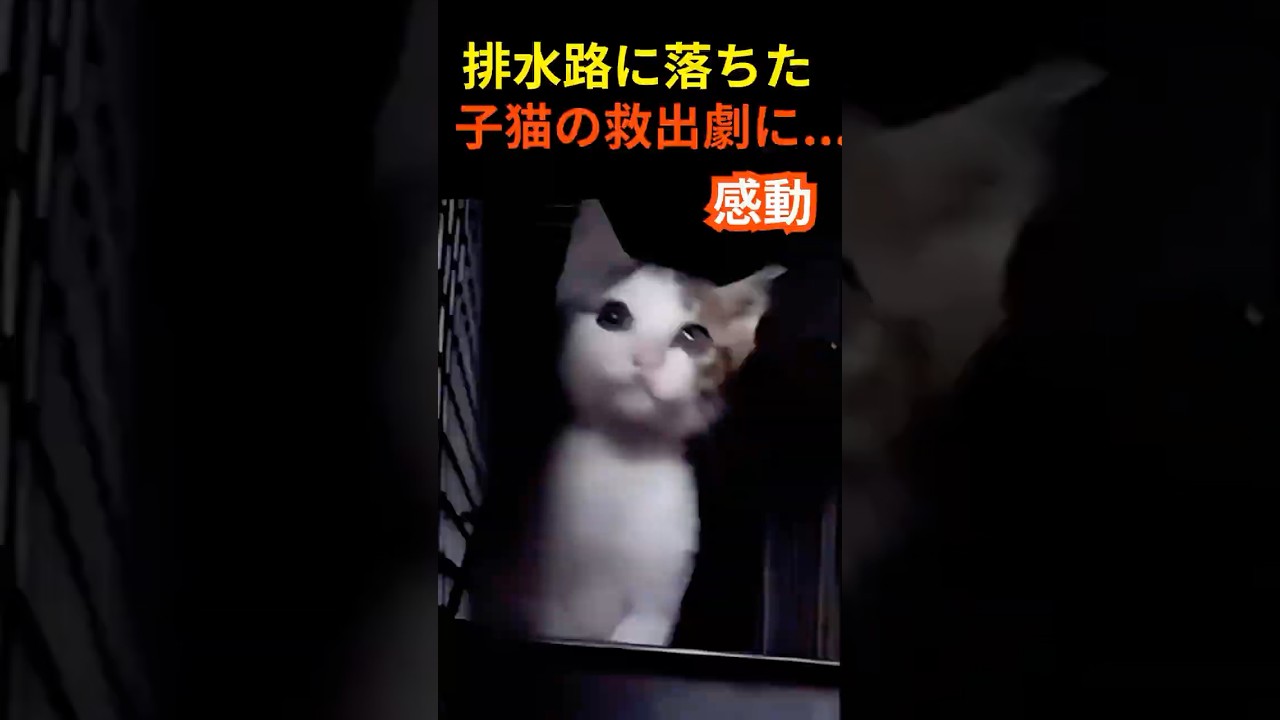 排水路に落ちた子猫の救出劇に…感動の涙 #猫 #保護猫 #感動