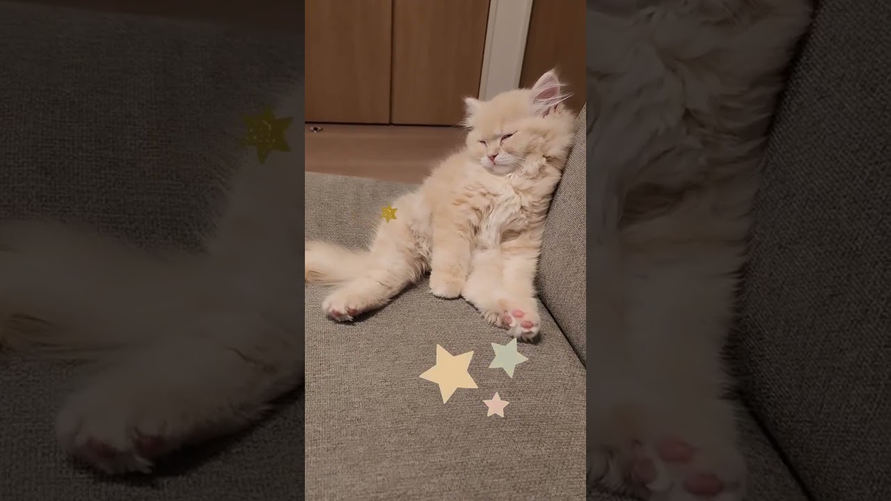 眠たい猫ちゃん🐱💤ウトウト姿にキュンが止まらない…♡「ポタ」! Instagram@potager1211 #ラガマフィン  #猫の寝顔 #猫は家族
