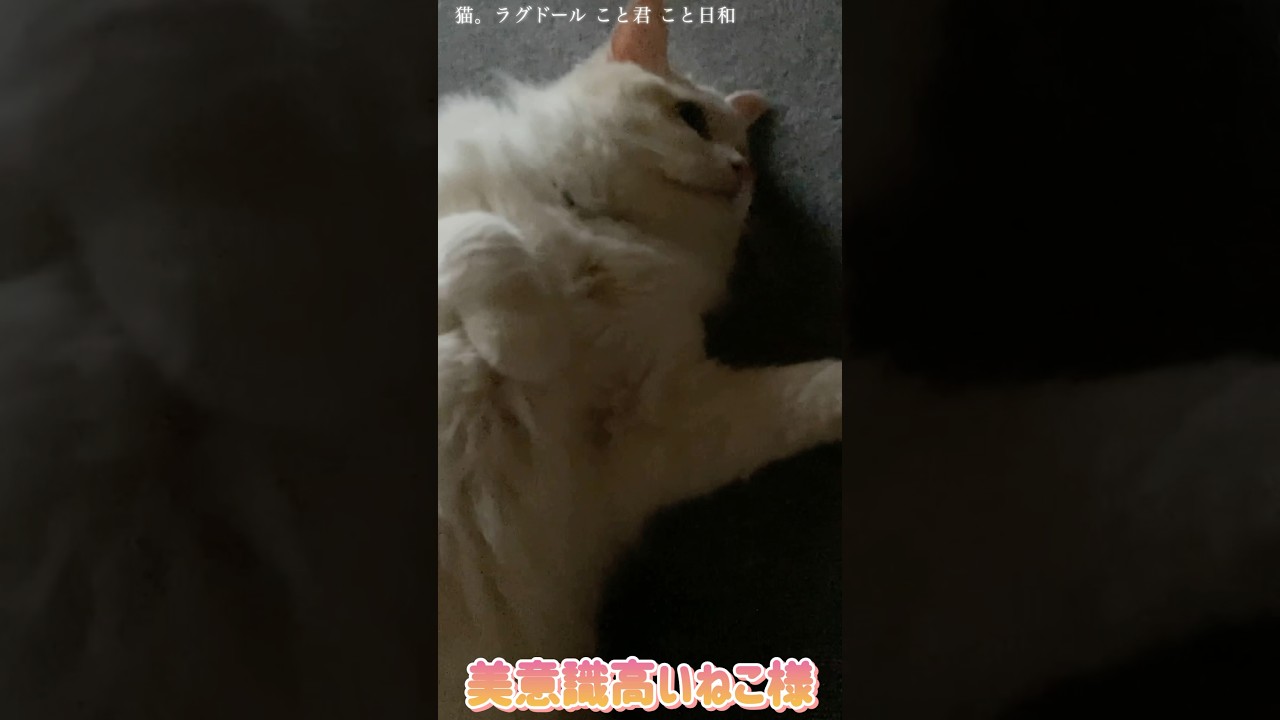 猫。美意識高いねこ様#shorts