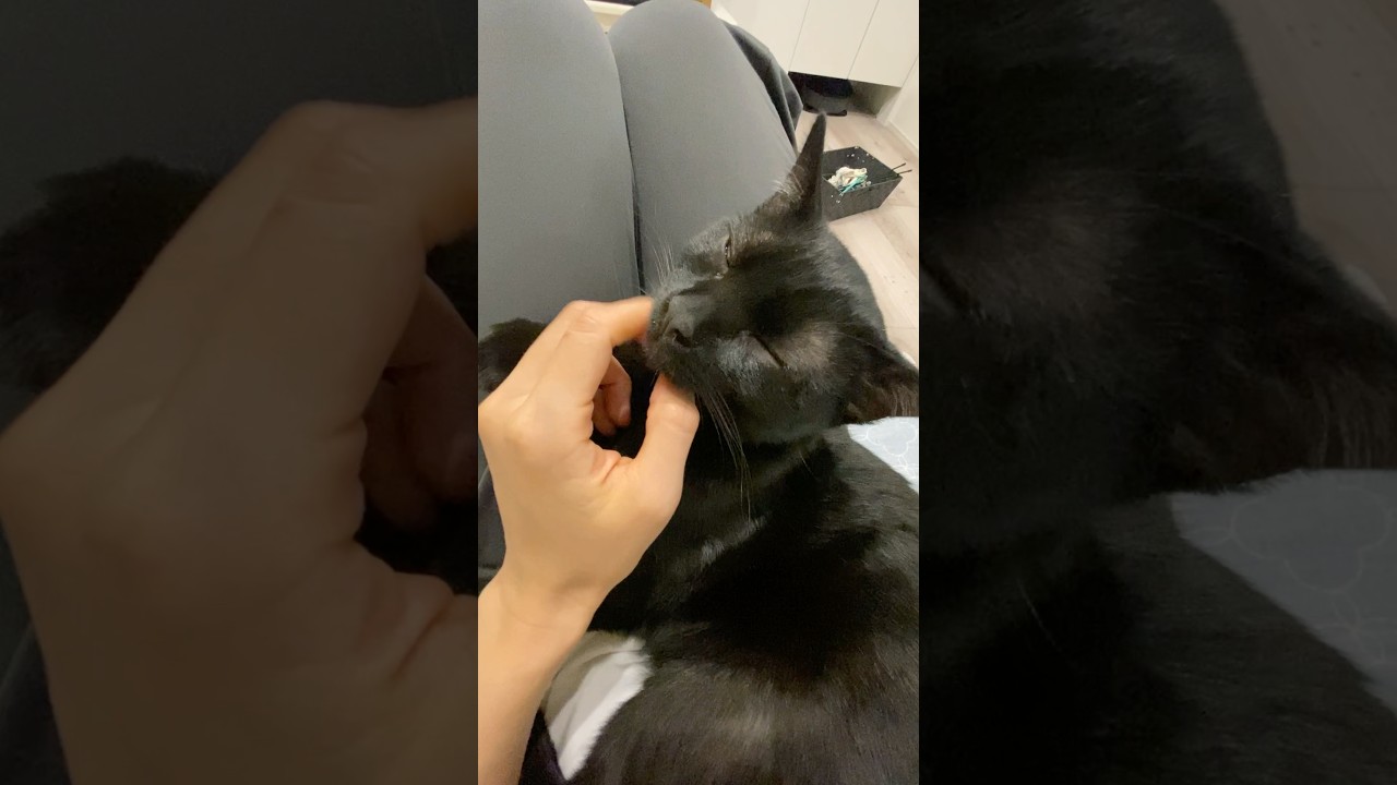 お膝の上で甘える子猫　#黒猫 #ボンベイ #cat #bombay #猫 #猫のいる暮らし #ねこ #ネコ #猫好きさんと繋がりたい #ねこのいる生活