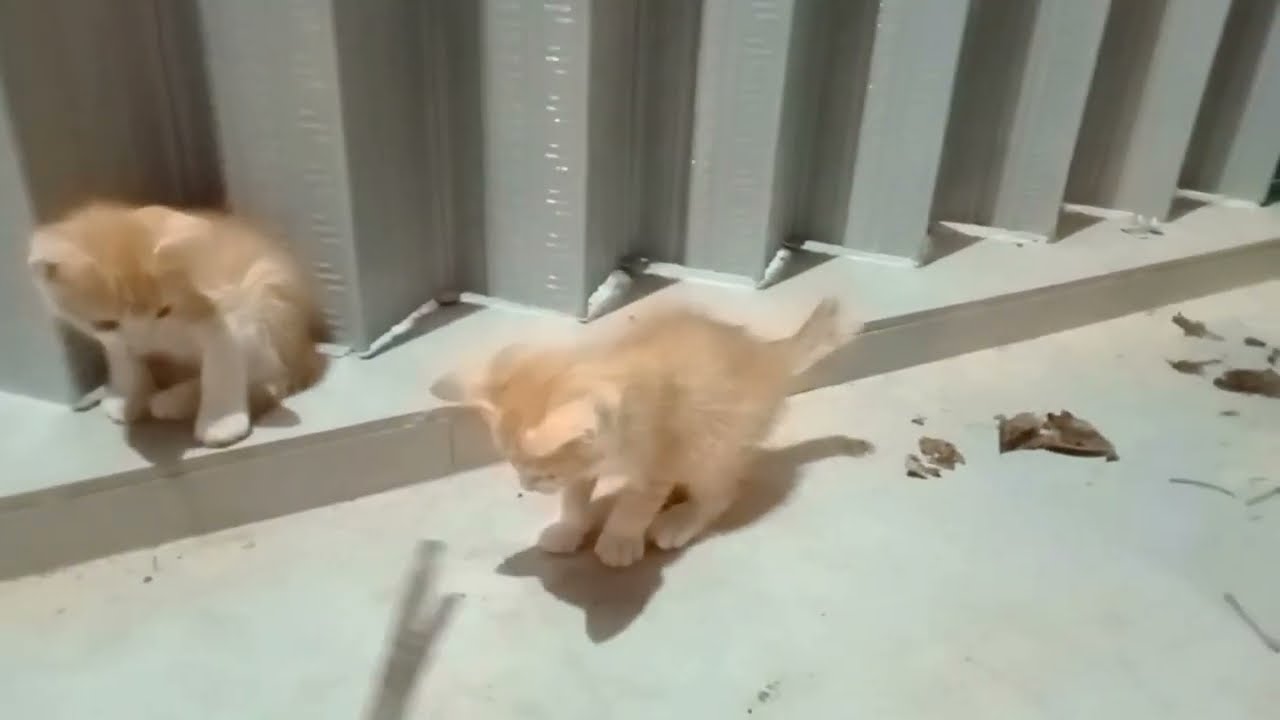 4匹の野良のオレンジ色の子猫は、元気な母猫のおかげで健康にすくすくと育っています。