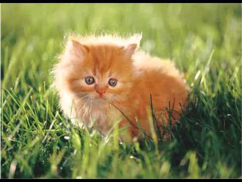 havana brown cats for sale