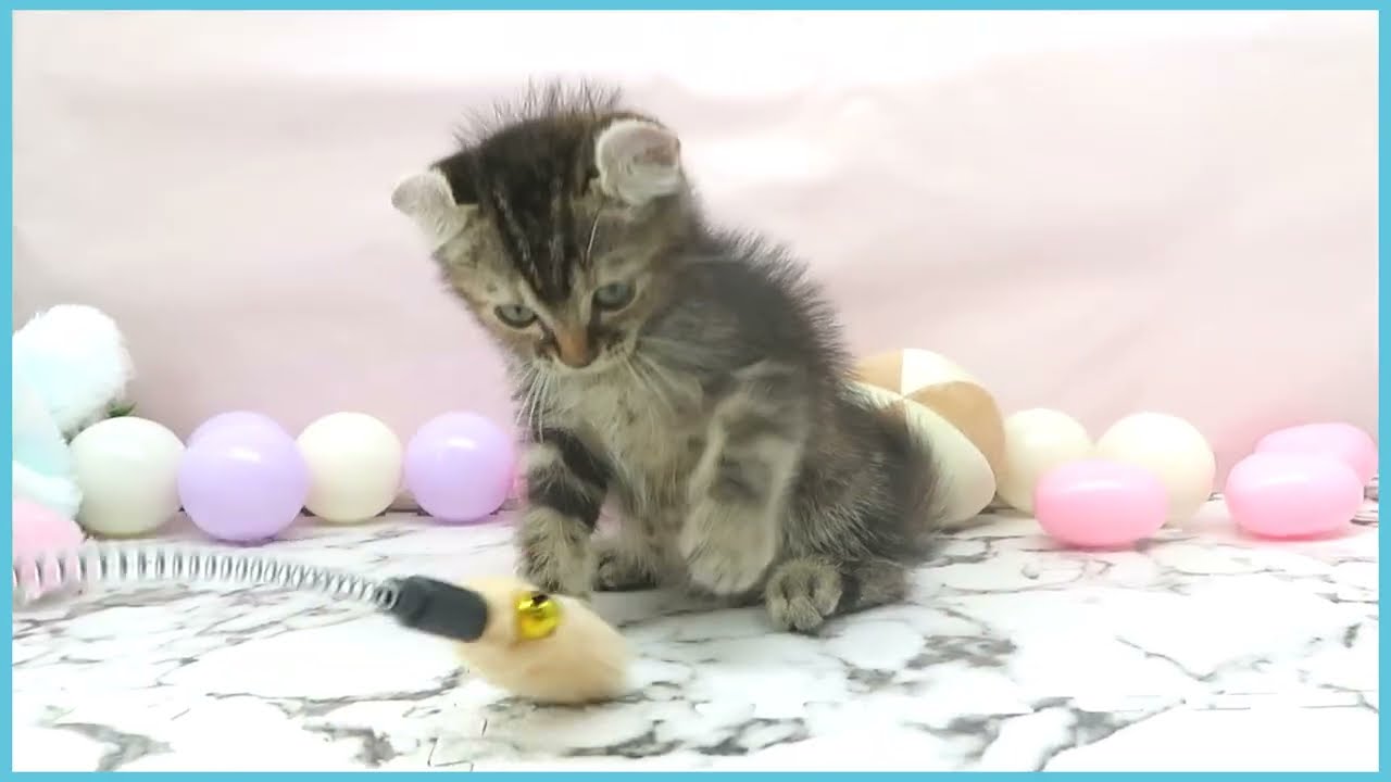 ペットショップcoo&riku No.00726937 アメリカンカール