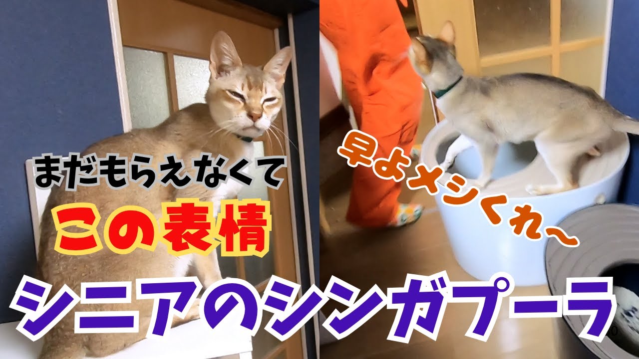 多頭飼育崩壊から来たシニアのシンガプーラ甘えん坊でもご飯前は激しいおねだり（保護猫カフェ猫の惑星にゃーくる）京橋駅Senior Singapura is hungry