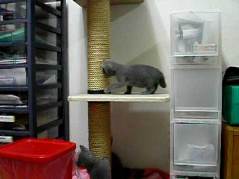 子ねこキャットタワー２001.MOV