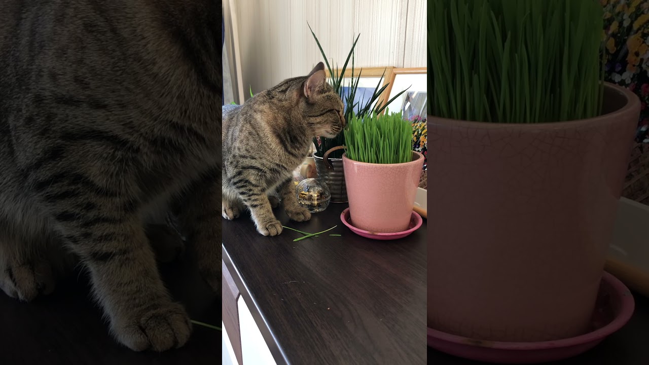 猫草大好きなオシキャット☆