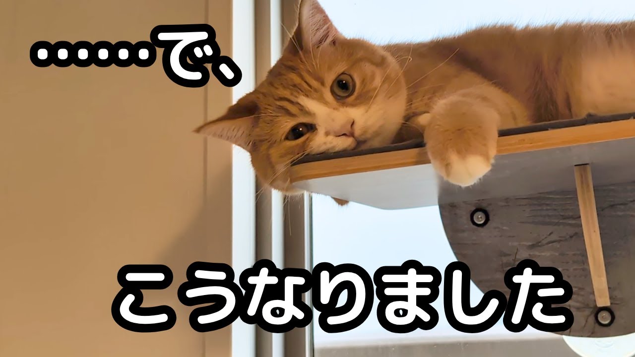 甘えた結果、こうなった猫。いろんなことあるけど、先住猫の日々のこと