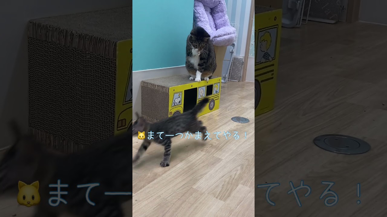 サイズオーバー！？子猫ちゃんは入れた！子猫も成猫も可愛いが渋滞【雑種の保護猫】【三崎動物保護センターの日常】#shorts
