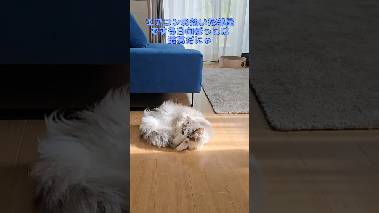 夏の日向ぼっこ　#マンチカン #ひなたぼっこ #マンチカン短足