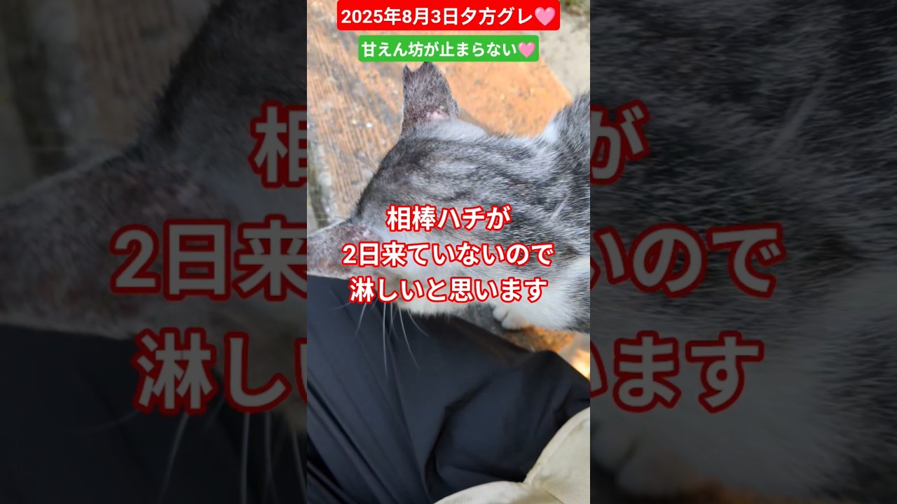 【2025年8月3日夕方グレ】甘えん坊が止まらない🩷