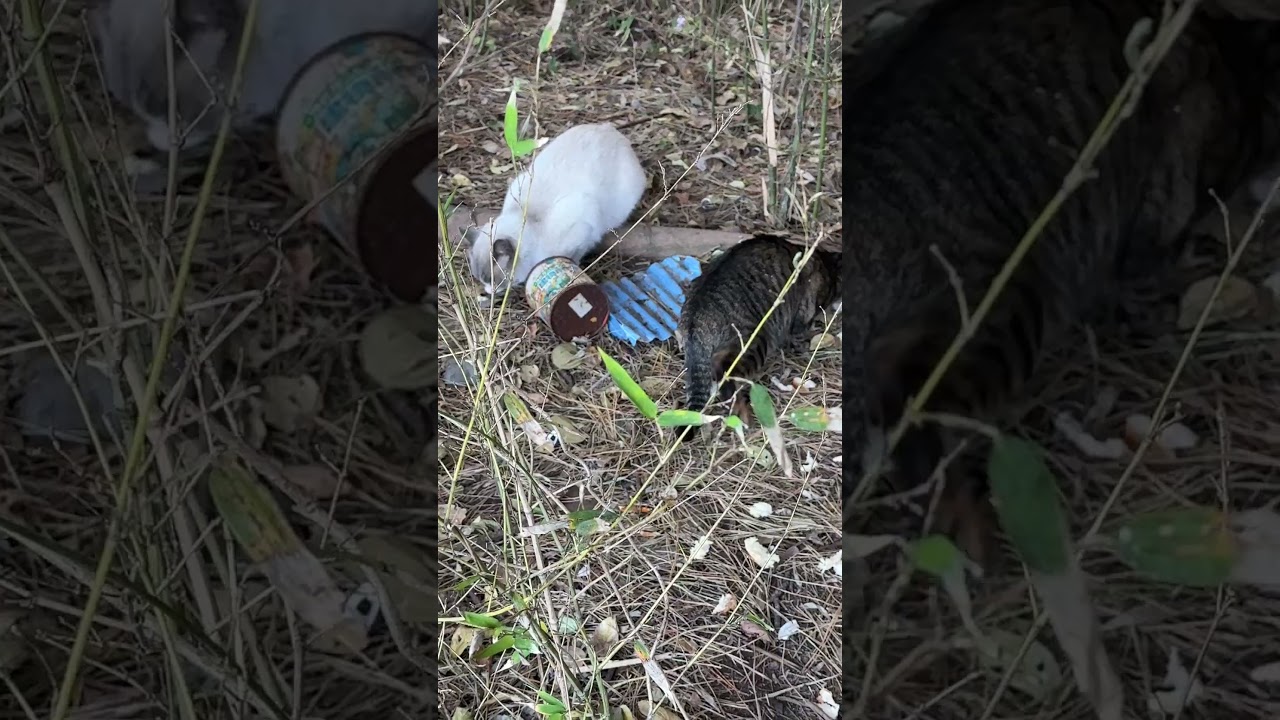 シャム猫の子ネコ。母じゃない三毛猫の子ネコの母キジトラと一緒に食べてます