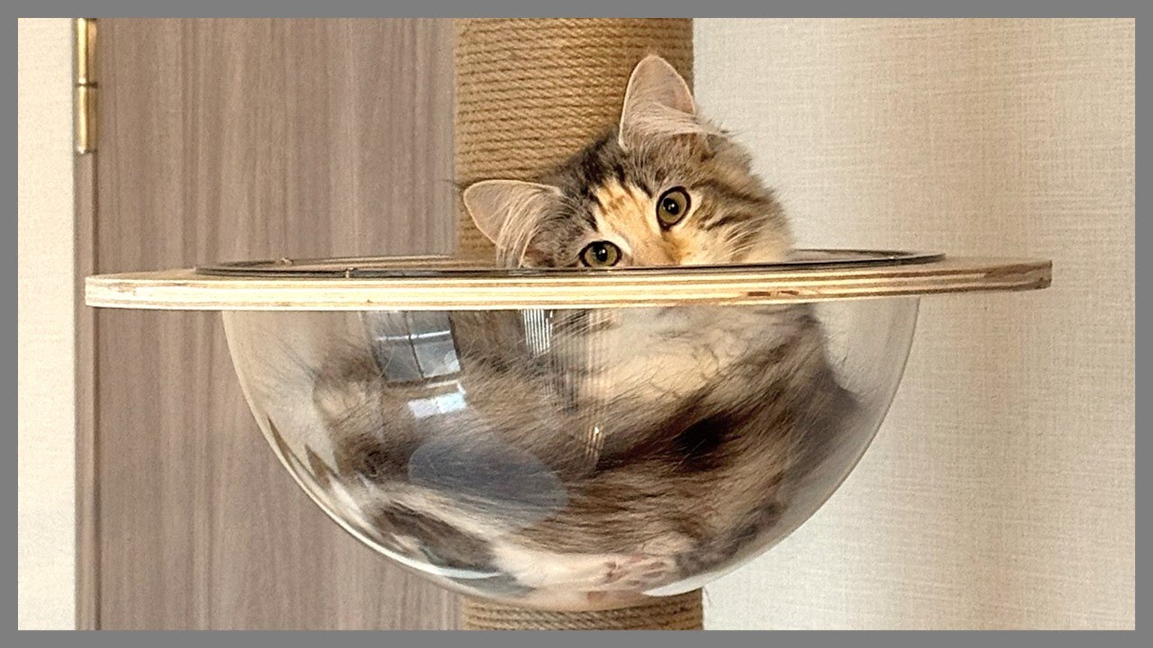 『ノルウェージャンフォレストキャット』この家の頂点に立った(気分の眺め🌄)