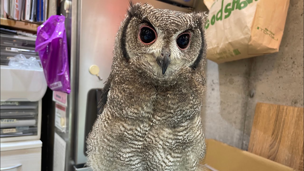 おねむだけど、甘えたいアビシニアンワシミミズク♪熱帯倶楽部吉祥寺店